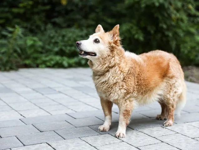 vieillesse du chien