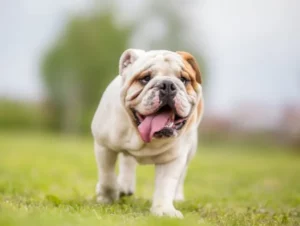 Rafraichir-son-chien