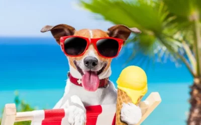 Comment rafraîchir son chien