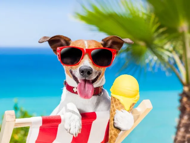 Comment rafraîchir son chien
